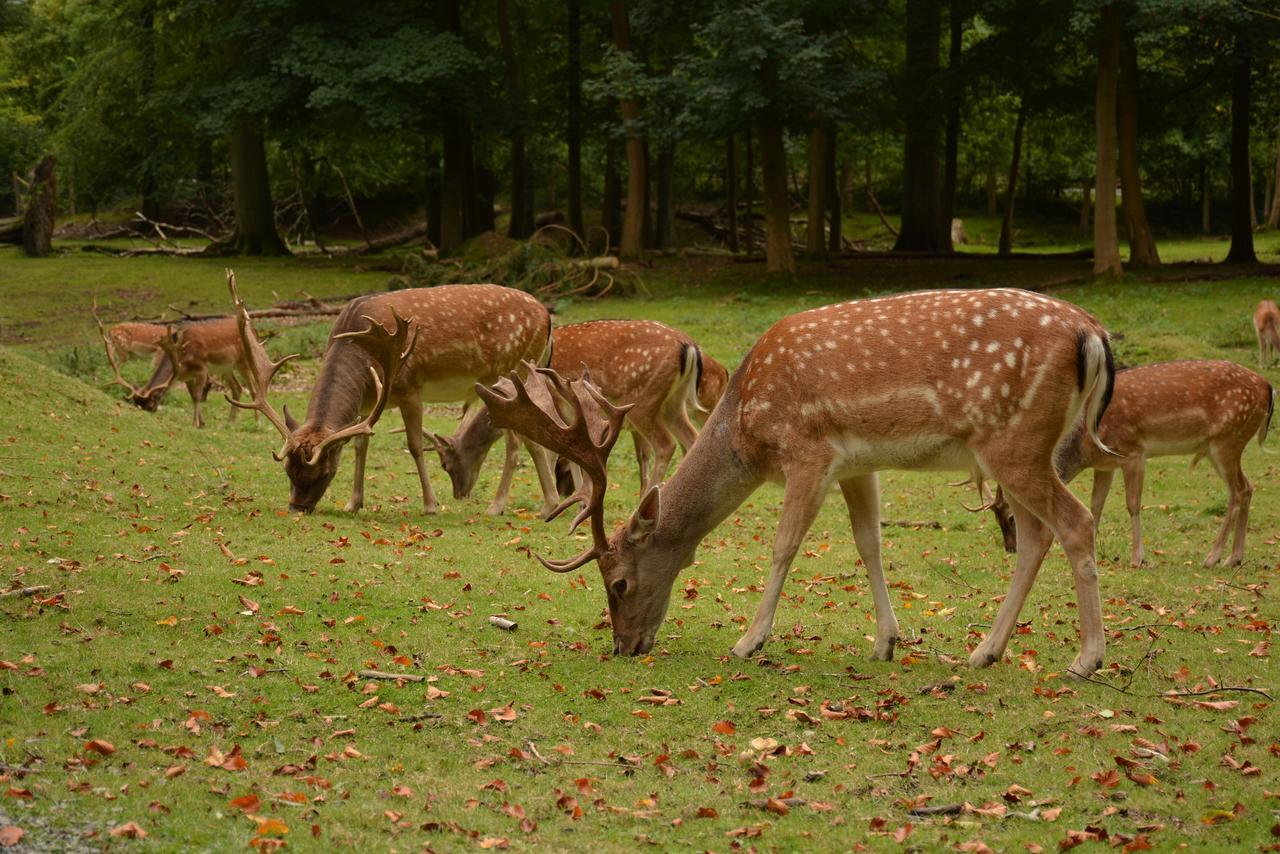 Vejle City Camping Dış mekan fotoğraf